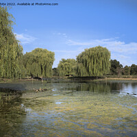 Buy canvas prints of Algae beauty in the park by Kevin White