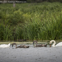 Buy canvas prints of Mute swans teaching cygnets how to find food by Kevin White