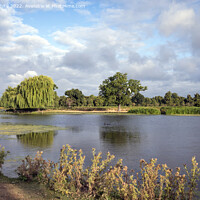 Buy canvas prints of July morning sun at Bushy Park ponds by Kevin White