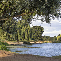 Buy canvas prints of first thing at Bushy Park ponds by Kevin White