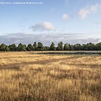 Buy canvas prints of Long dry grass at Diana fountain in Bushy Park by Kevin White