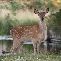 Buy canvas prints of Fallow deer with distinctive white spots by Kevin White