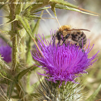 Buy canvas prints of Bee on thistle plant by Kevin White