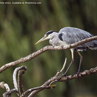 Buy canvas prints of Grey Heron out hunting by Kevin White