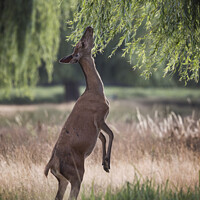 Buy canvas prints of Deer love willow leaves by Kevin White