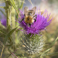 Buy canvas prints of Bee and thistle in harmony by Kevin White