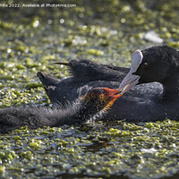 Buy canvas prints of Feeding her juvenille  coot by Kevin White