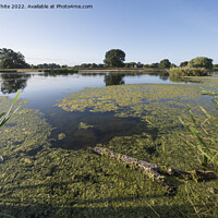Buy canvas prints of Summer ponds full of algae by Kevin White