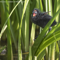 Buy canvas prints of Moorhen chick investgating climbing by Kevin White