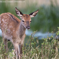 Buy canvas prints of Young deer rushing through by Kevin White