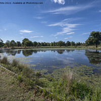 Buy canvas prints of Low water level at ponds in Bushy Park by Kevin White