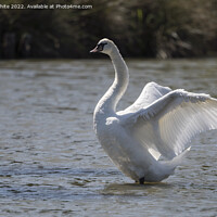 Buy canvas prints of Swan with sunlight through his wings by Kevin White