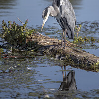 Buy canvas prints of Grey Heron looking intensely waiting for fish to appear by Kevin White