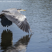 Buy canvas prints of Grey heron skimming across the water by Kevin White