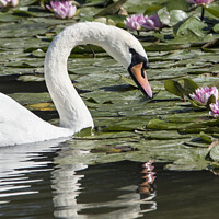 Buy canvas prints of Portrait of a  swan by Kevin White