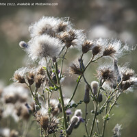 Buy canvas prints of Thistle gone to seed by Kevin White