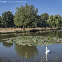 Buy canvas prints of Lone swan swimming along the Lilly Pads by Kevin White