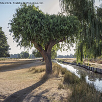 Buy canvas prints of Backlit willow trees on hot sunny day by Kevin White
