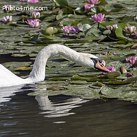 Buy canvas prints of Swan eating through Lilly Pads by Kevin White