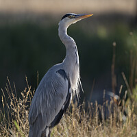 Buy canvas prints of Grey heron looking to the sky by Kevin White