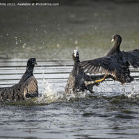 Buy canvas prints of Coots in a big fight by Kevin White