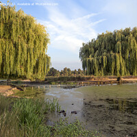 Buy canvas prints of The pond is drying up by Kevin White