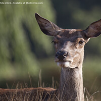 Buy canvas prints of Deer with long eyelashes by Kevin White