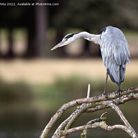 Buy canvas prints of Stealth like pose of a hungry heron by Kevin White
