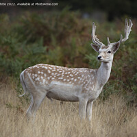 Buy canvas prints of European fallow deer by Kevin White
