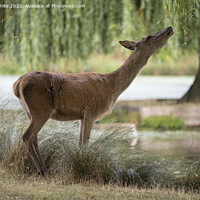 Buy canvas prints of Deer feeding off overhanging tree by Kevin White