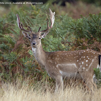 Buy canvas prints of Fallow stag with newly developed antlers by Kevin White