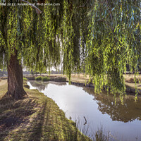 Buy canvas prints of Willow tree long shadows by Kevin White