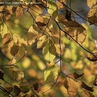 Buy canvas prints of The beauty of autumn by Kevin White