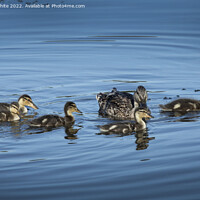 Buy canvas prints of Mallard duck with her five ducklings by Kevin White