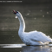 Buy canvas prints of Trumpet sound of swan by Kevin White