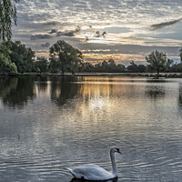 Buy canvas prints of Swan swimming by with sunrise behind by Kevin White