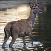 Buy canvas prints of Deer having a morning bath by Kevin White