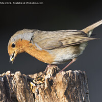 Buy canvas prints of Red Robin enjoying a feast of nuts by Kevin White