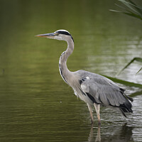 Buy canvas prints of Grey heron resting after flying around by Kevin White