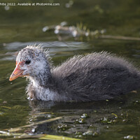 Buy canvas prints of beautifully ugly coot by Kevin White