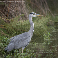Buy canvas prints of Grey heron in the wilderness by Kevin White