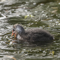 Buy canvas prints of Cute Coot by Kevin White