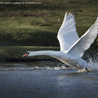 Buy canvas prints of Power of the swan by Kevin White