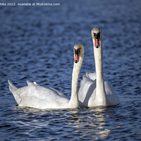 Buy canvas prints of Pair of white swans by Kevin White