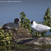Buy canvas prints of Black headed gull and Coot by Kevin White