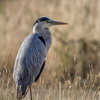 Buy canvas prints of Grey heron sitting in the long grass by Kevin White