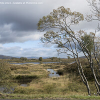 Buy canvas prints of Tree surviving the harsh Rannoch Moor weather by Kevin White