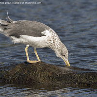 Buy canvas prints of Ring billed gull non breeding by Kevin White