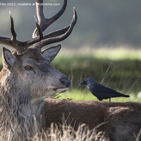 Buy canvas prints of Stag and his tick collector by Kevin White