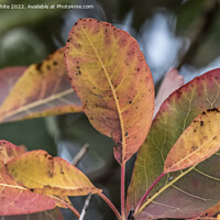 Buy canvas prints of Colours galore of autumn by Kevin White